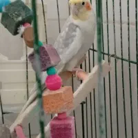 دو عدد عروس هلندی