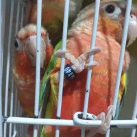 گرینچیک های آناناسی سوپر رد اکستریم