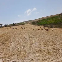 بز و بزغاله