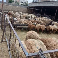 گوسفند فروشی