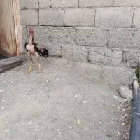 خروس لاری