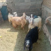 5عدد بزغاله نر