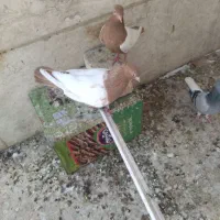 فروش یه جفت سینه زرد تموم بزن