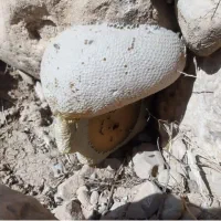 عسل کوهی وحشی