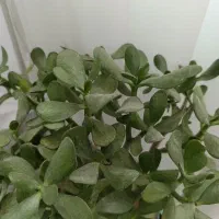 گلدان زیبای یشم