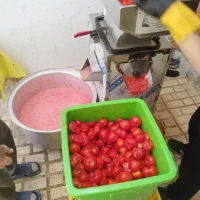 ابگیری گوجه