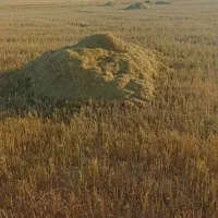 کاه گندم|لوازم جانبی حیوانات|قم, یخچال قاضی|دیوار