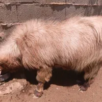 چوش داشتی