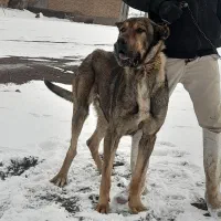 سگ سرابی۱۴ ماهه