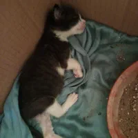 بچه گربه