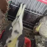 ۳تا جوجه سرلاکی ۱ماهه