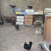 3عدد مرغ عربی سیاه