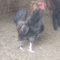 خروس سلطان