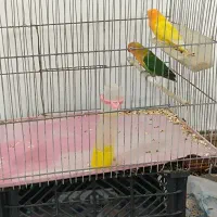 با سلام فروش یک جفت طوطی