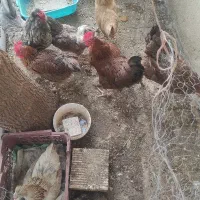 مرغ تخم گذار تخفیف جزیی