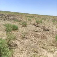 پیاززعفران