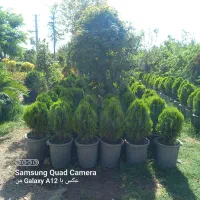 خدمات باغبانی گلکاری ارس‌کاری سمپاشی