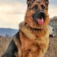 واگذاری سگ ژرمن شپرد 8ماهه