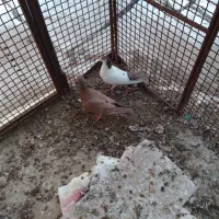 کفتر|پرنده|خوسف, |دیوار