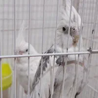 جفت طوطی عروس هلندی سخنگو