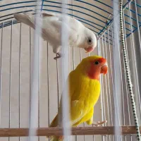 چهار عدد طوطی برزیلی صورت هلویی و سفید و فیشر