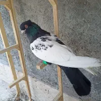 کفتر سینه سیاه نر واکسی 40سانتی