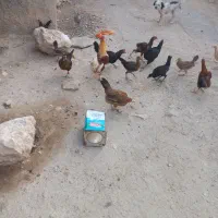 مرغ و خروس