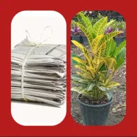 کروتون‌میخوای گلخانه مادرعوض میکنه باکتاب دفترمجله