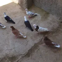 کبوتر|پرنده|سبزوار, قلعهنو دهزار|دیوار