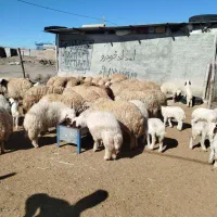 گوسفند میش بره