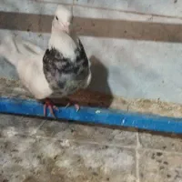 طوقی و سبز پلاکی نر