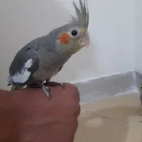 جوجه عروس هلندی