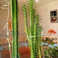 تعدای گل آپارتمانی و گل کاکتوس