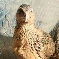 بلدرچین تخمگذار پر سود با درآمد میلیونی