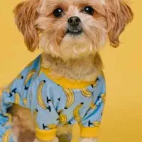 یه عد سگ پیدا شده