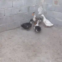 اردک تخمگذار وجوان