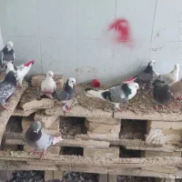 کفتر