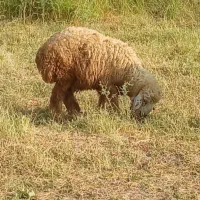 ۳۰ عدد بره ماده سبک داشتی