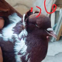 جفت آلابوغاز