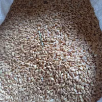 گندم|خوردنی و آشامیدنی|مانه, |دیوار