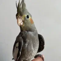 عروس هلندی ۲ ماهه