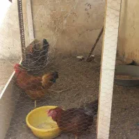 مرغ فروشی تخم گذار