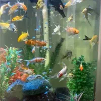 اکواریوم نیم گرد معاوضه یا فروش