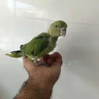 جوجه طوطی ملنگو سرلاکی