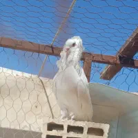 کفتر