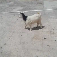کهره نر محلی بخته