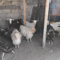 بزغاله نر و بز