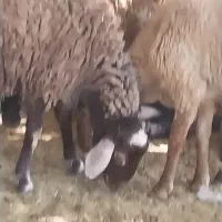 گوسفند زنده دشتی پرواری افشار