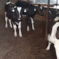 گوساله