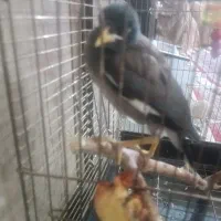 مرغ مینا